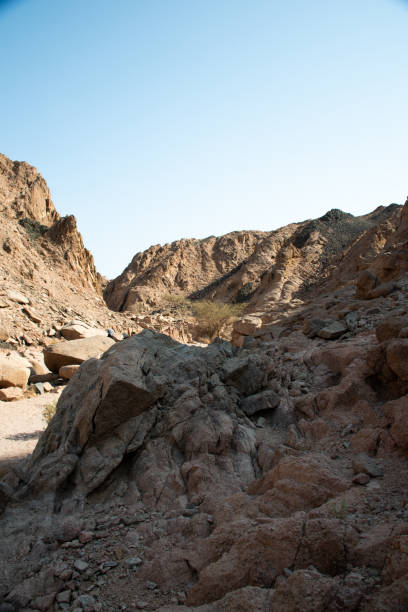 istock Exploring the Nabq Nature Reserve in Sharma El-Sheikh, Egypt. 2202660098