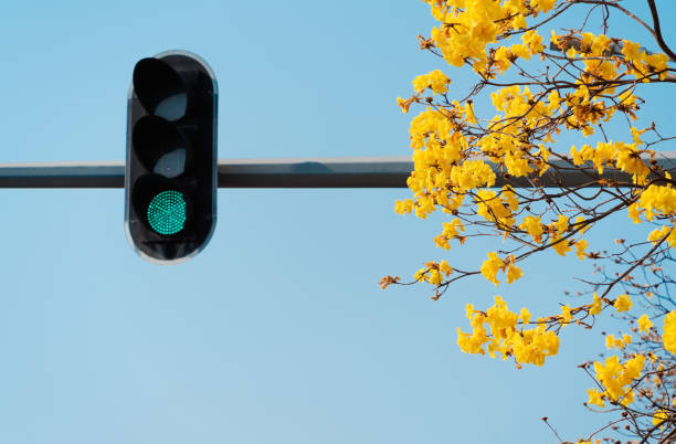 istock Traffic Light with Green Signal and Golden Bell Tree Blossoms 2202661735