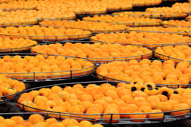 Large trays of orange persimmons drying in the sun. This is a step in the process of making dried persimmons. Xinpu Township, Hsinchu County, Taiwan.