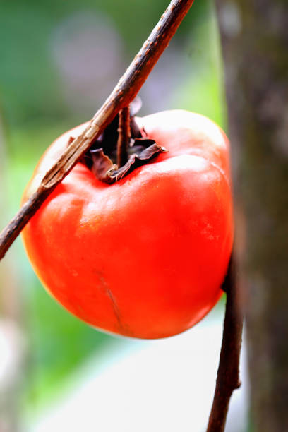 A close-up of a ripe persimmon hanging from a tree branch, showcasing its vibrant red color and smooth texture. The background is blurred, highlighting the fruit. Hsinpu Township, Taiwan.