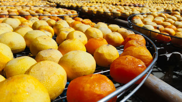 istock Drying Persimmons in Xinpu Township, Hsinchu County, Taiwan. 2202666236