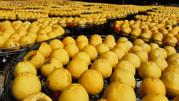 istock Drying Persimmons in Xinpu Township, Hsinchu County, Taiwan. 2202666250