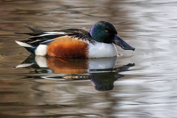 istock Side view of the northern shoveler 2202666351