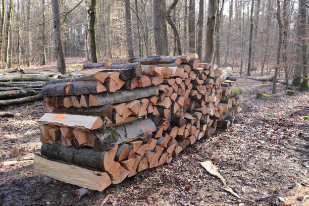 istock stacked dry firewood as a background 2202666788