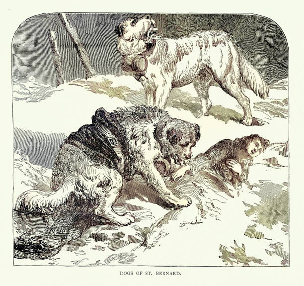 St Bernard rescue dog pulling a mna from the snow, Woodcut, animal art, 19th Century vintage illustration