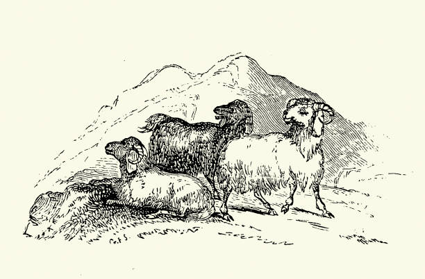 Mountain sheep, Livestock, 19th Century vintage illustration