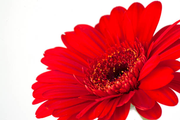 Close-up on the flower of a barbeton daisy plant