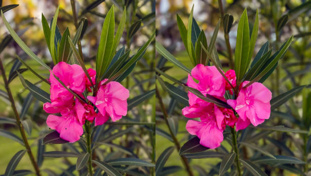 Close view of a pink flower.