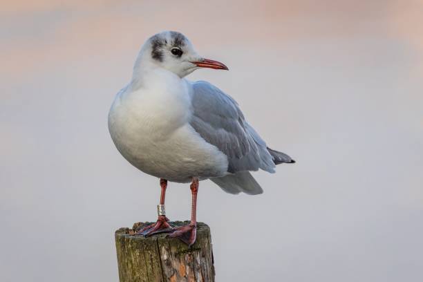 istock An adult black-headed gull 2202671392