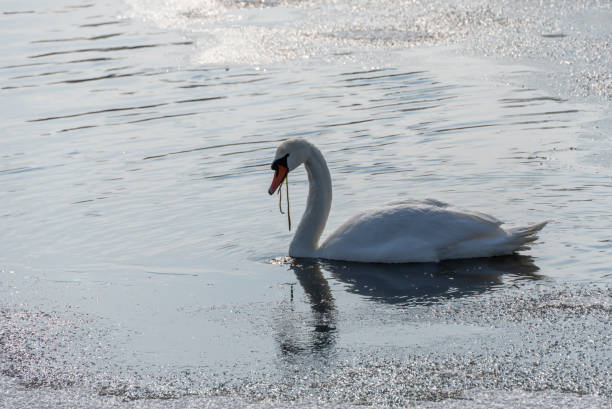 Wild white swan in melt water in early spring close up. Freshwater bird swimming and clean feathers in frozen river in springtime. Graceful ygnus floating on ice lake in wildlife. Animal in riverbank