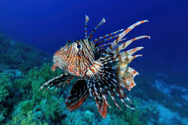 istock Red lion fish in Daedalus reef (Red Sea) Southern Egypt 2202672580