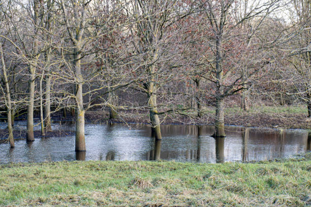 Trees in a flooded field. Watford UK