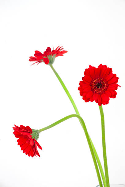istock red gerbera flowers isolated on white background 2202674018