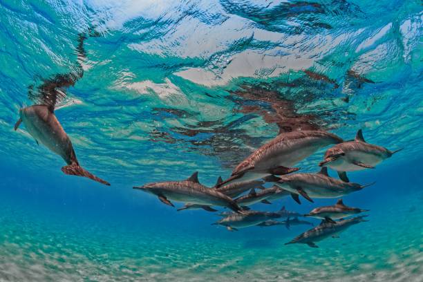 istock Spinner dolphins in Sataya reef (Red Sea) Southern Egypt 2202674779
