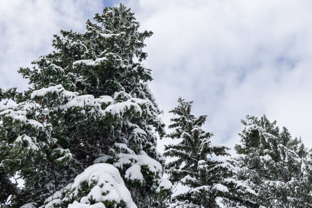 Frosted evergreen trees stretch upward, their snow laden branches standing out against a cloudy sky, capturing the serene beauty of a snowy alpine setting