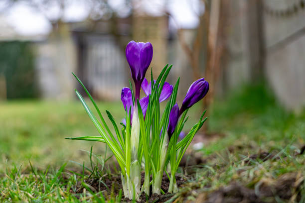 Emerging purple crocus flowers on a beautiful spring day. Nature comes to life after winter. macro flowers with blurred background. flowers in the garden in early spring