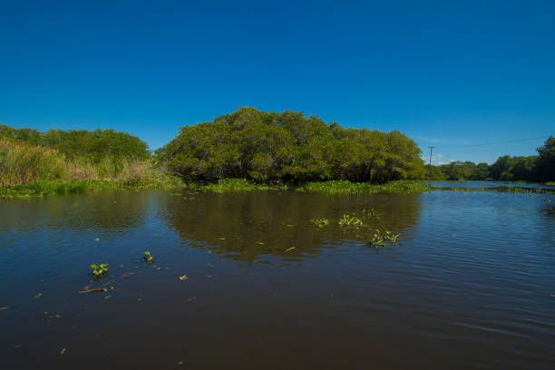 nice photo of water canal surrounded by mangrove trees with a blue sky