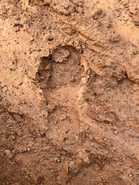 istock Human Footprints in the Muddy Puddle After the Rain 2202679094
