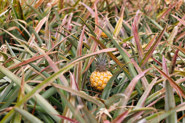 istock Fresh pineapple fruit growing in plantation field 2202679990