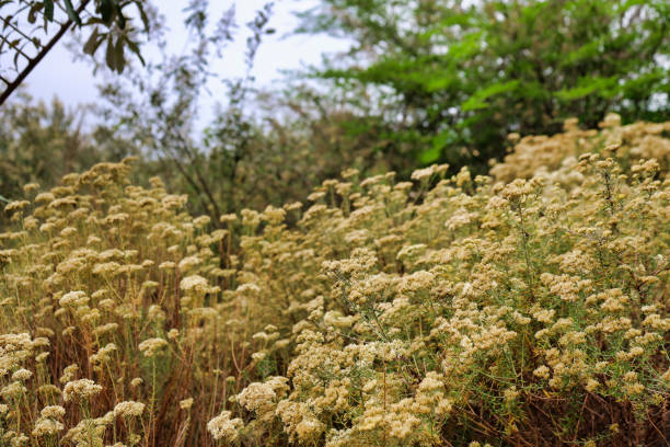 istock wild helichrysum growing in a garden 2202680045