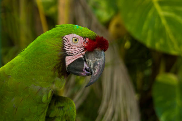 Nice photo of green parrot on tree