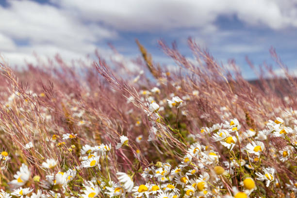 Close-up shot of a meadow of daisies in Argentina
