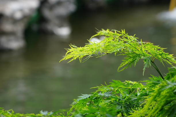 Acer palmatum, commonly known as Japanese maple, palmate maple, or smooth Japanese maple.