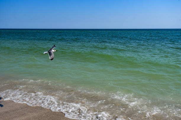October Walk on the Beach at Alabama Point, Orange Beach, Alabama