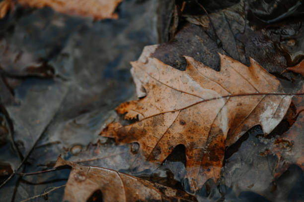 fallen leaves floating in creek water