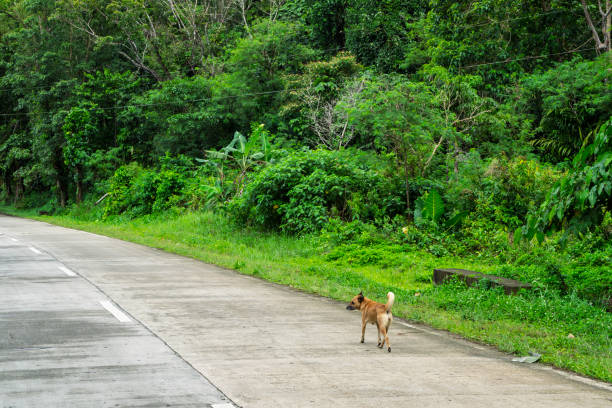 istock Stray dog in the Chocolate Hills in Bohol 2202685865