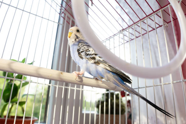 istock A blue and white budgie perches inside its cage, enjoying the sunlight streaming in from a nearby window. 2202687549
