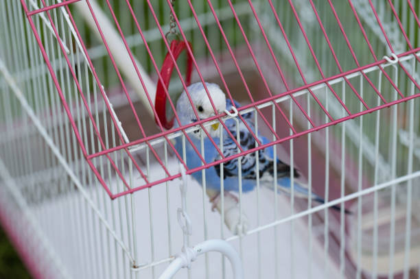 A budgie, predominantly blue and white, perches inside a wire cage. The cage has pink accents.  The bird appears calm and content.