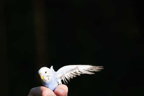 istock Small bird with wings outstretched, perched gently on a hand against a dark background. 2202687805