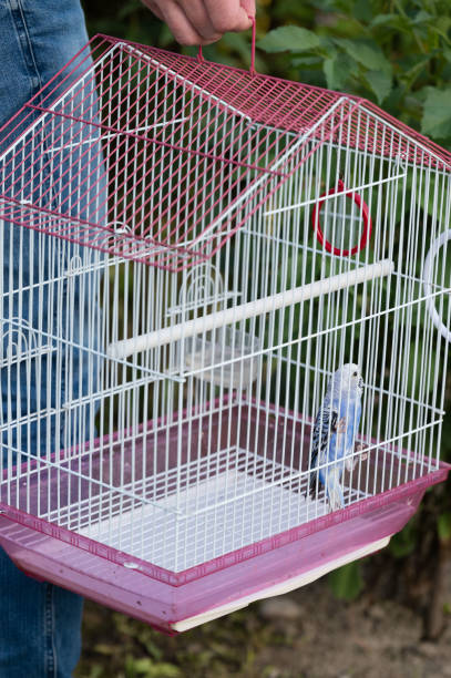 istock A small blue bird in a pink and white cage being held outdoors. 2202687829