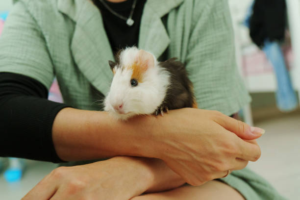 istock Friendly guinea pig enjoys a lazy afternoon in a warm home environment 2202688404