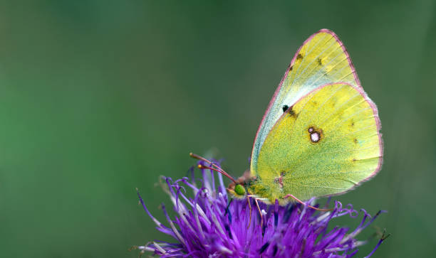 istock colorful yellow butterfly on purple thistle flower 2202688649
