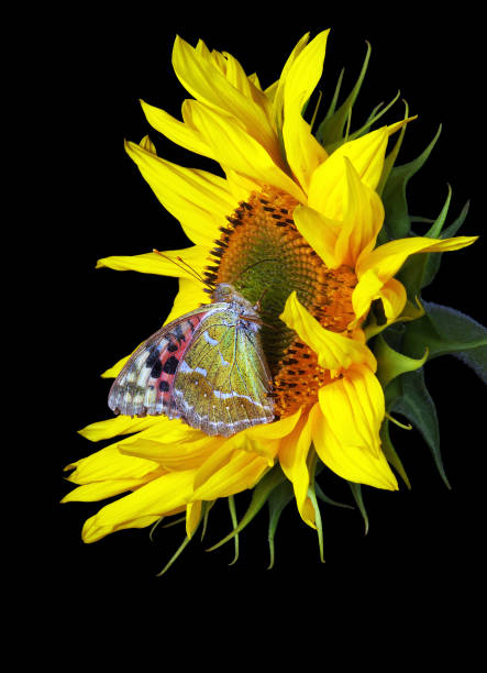colorful butterfly on sunflower close up