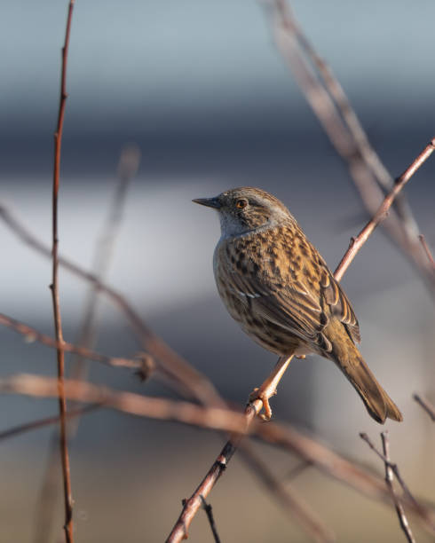 istock Dunnock (Prunella Modularis) perched on twig, on branch amongst new saplings in early spring. 2202690318