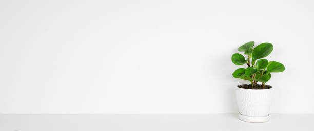 istock Baby Rubber plant in a white pot on shelf against a white wall 2202693833