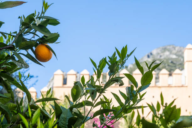 A vibrant orange fruit hangs amidst green leaves under a blue sky, with an ornate Moroccan fortress in the background representing cultural heritage and natural beauty.