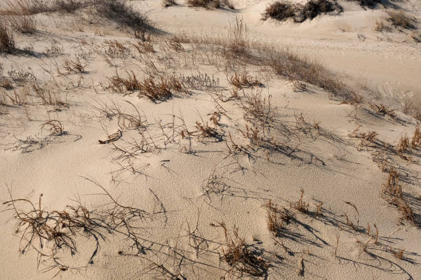 istock Sand dune on the Chesapeake Bay 2202694110