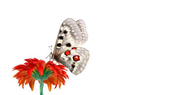 istock bright apollo butterfly on orange gerbera flower isolated on white 2202694185