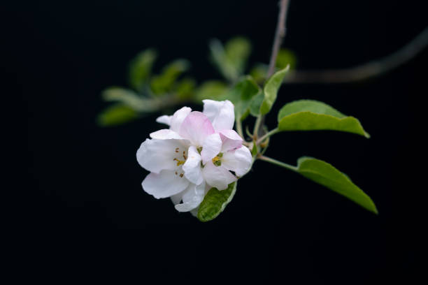 istock Tender bloomed apple tree branch with white flowers, isolated on a black background. Spring beauty. 2202694353