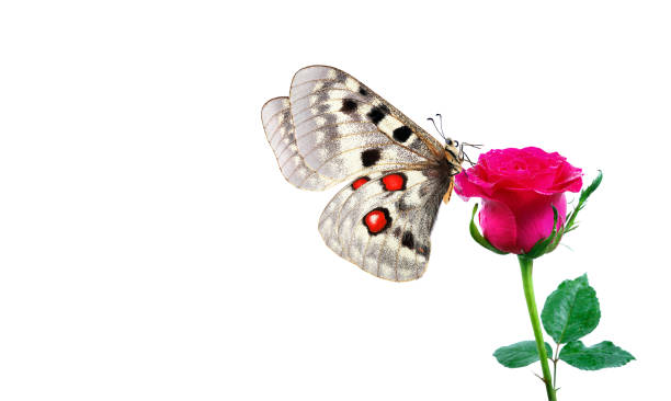 istock bright apollo butterfly on pink rose isolated on white. rose and butterfly 2202694687