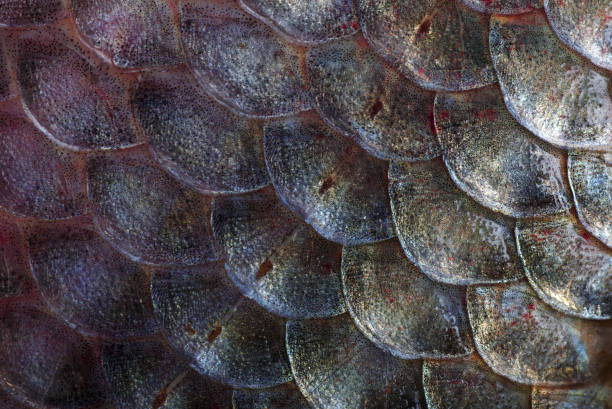 istock Scales fish texture background. Close-up. Natural texture background. 2202695552