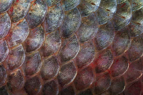 istock Scales fish texture background. Close-up. Natural texture background. 2202695654