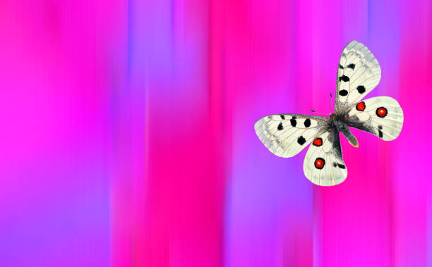 bright apollo butterfly on colorful blurred background.