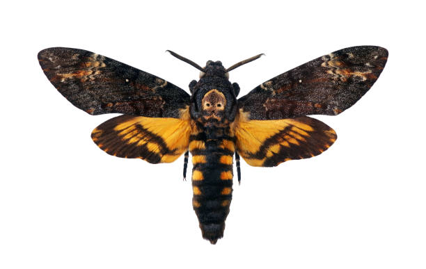 istock Death's-head Hawkmoth isolated on a white. Acherontia atropos. Large rare moth. 2202696126