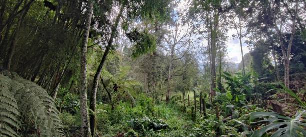 istock COLOMBIAN Wildlife nature Forest walk 2202697366