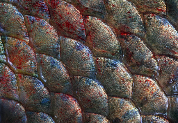 This image features a detailed close-up of a decorative fish ornament, showcasing a design that mimics the pattern of fish scales. The ornament is adorned with an array of sparkling crystals and multicolored glass pieces, which are carefully arranged to create a vibrant and textured surface. The overlapping arrangement of the beads and crystals captures the essence of fish scales, with a gradient of colors that transition smoothly from one hue to another. The craftsmanship is evident in the precise placement of each element, resulting in a shimmering effect that is enhanced by the reflective qualities of the materials used. This image is a testament to the intricate artistry involved in creating decorative pieces that combine color, texture, and light to bring a sense of life and movement to the ornamental design.